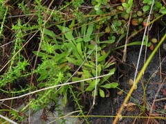 Dimorphotheca nudicaulis