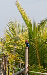 Halcyon cyanoventris