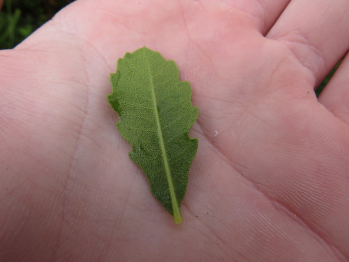 Image of Morella diversifolia by (c) Jeremy Gilmore, some rights reserved (CC BY)