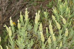 Lavandula viridis