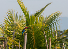 Halcyon cyanoventris