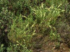 Lavandula viridis