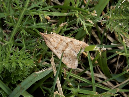 Cotton Web Spinner photo 4