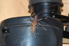 Monochamus carolinensis