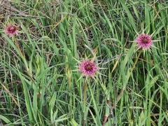 Tragopogon porrifolius