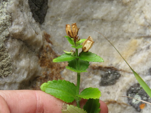 Image of Nemesia macrocarpa by (c) Jeremy Gilmore, some rights reserved (CC BY)