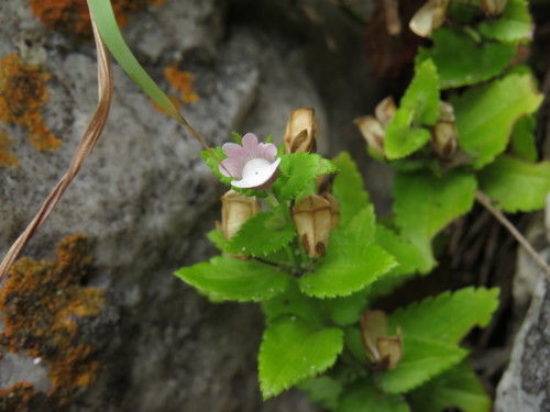 Image of Nemesia macrocarpa by (c) Jeremy Gilmore, some rights reserved (CC BY)