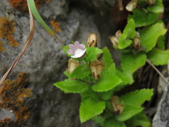 Nemesia macrocarpa