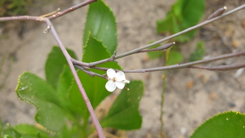 Kangaroo Island Cress (Irenepharsus phasmatodes)