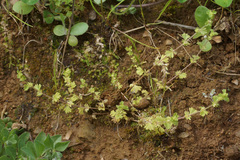 Alchemilla australis