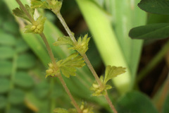 Alchemilla australis
