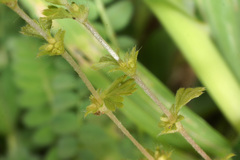 Alchemilla australis