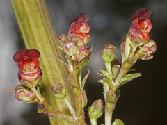 Scrophularia lyrata