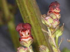 Scrophularia lyrata