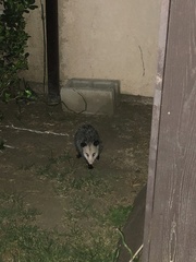 Didelphis virginiana