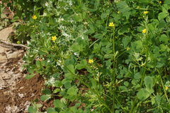 Ranunculus paludosus
