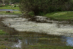 Ranunculus penicillatus