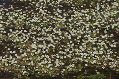Ranunculus penicillatus