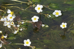 Ranunculus penicillatus