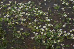 Ranunculus penicillatus