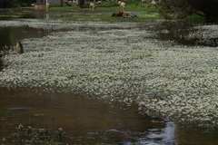 Ranunculus penicillatus
