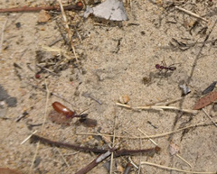 Iridomyrmex purpureus