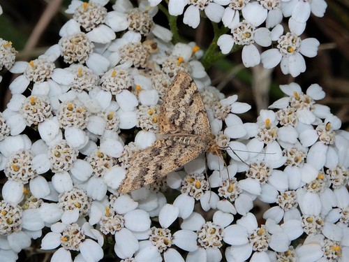 Plantain moth photo 3