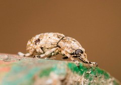 Phloeobius