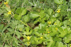 Ranunculus parviflorus