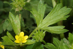 Ranunculus parviflorus
