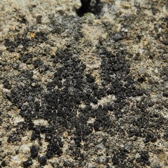 Pyrenodesmia pratensis