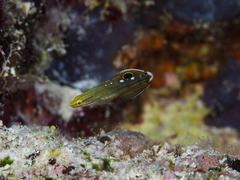 Koumansetta rainfordi