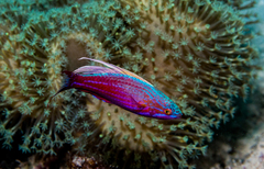 Paracheilinus cyaneus