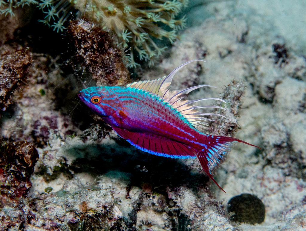 Blue flasher wrasse (Paracheilinus cyaneus) — Labridae