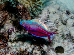 Paracheilinus cyaneus