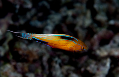 Paracheilinus nursalim