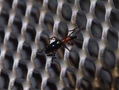 Cylas formicarius