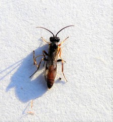 Orthopelma mediator