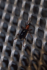 Cylas formicarius