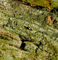 Neottiura bimaculata