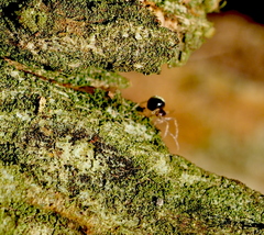 Neottiura bimaculata