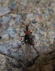 Cylas formicarius