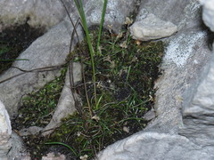 Ornithogalum schlechterianum