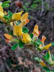 Chamaecytisus hirsutus