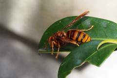 Vespa simillima xanthoptera