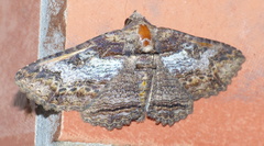 Pericyma mendax