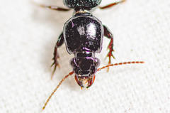 Clivina