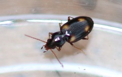 Elaphropus quadrisignatus