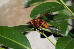 Vespa simillima xanthoptera