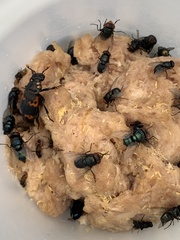 Nicrophorus nepalensis